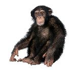 chimpance sentado