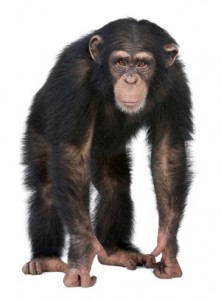 Chimpance comun