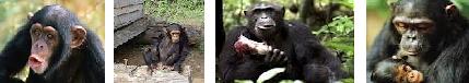 chimpances